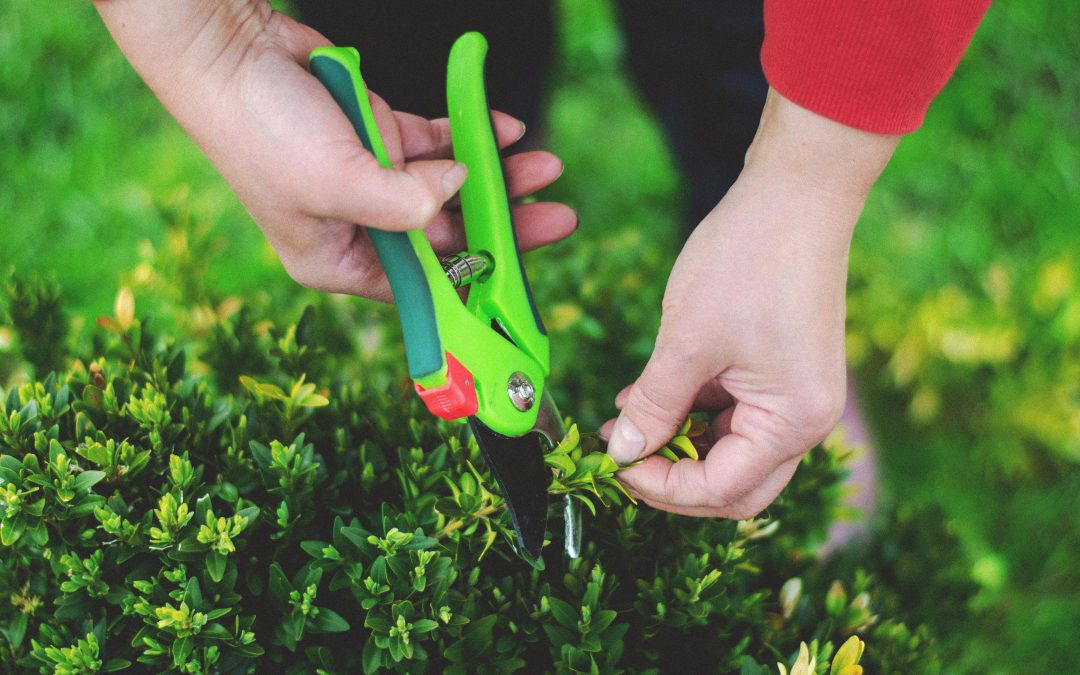 Fall Bush Trimming and Mulching Checklist: A Simple Seasonal Yard Care Guide